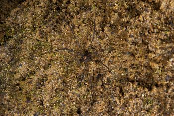 Media type: image; Invertebrate Zoology 29239